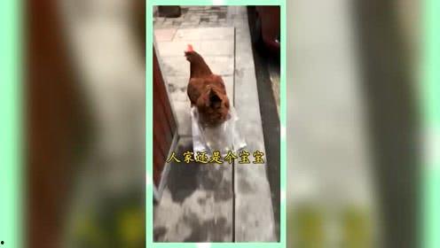 吃瓜群众娱乐版下载,揭秘娱乐圈幕后故事，带你领略明星幕后生活